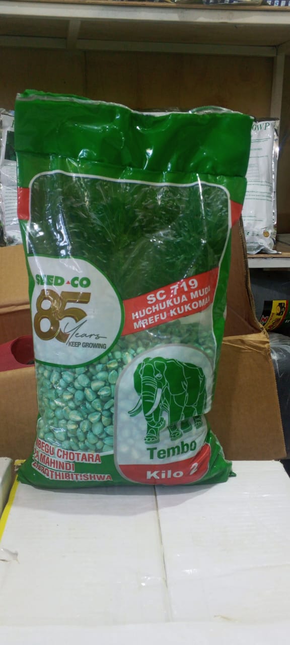 Mbegu ya mahindi-TEMBO Seed co